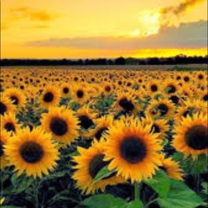 Meet your Posher, Sonya